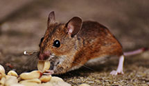 24 Hour & Emergency Exterminators in N LR, AR